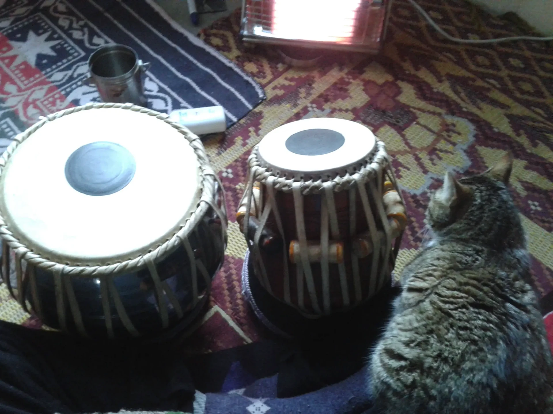Tabla drums beside a cat on patterned rugs